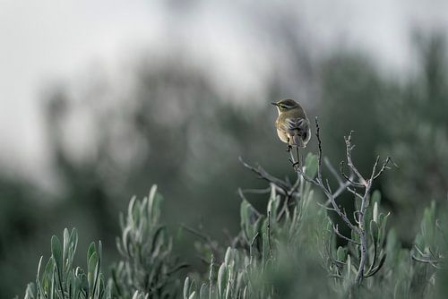Rustpunt in het Groen Klein vogeltje in een serene omgeving