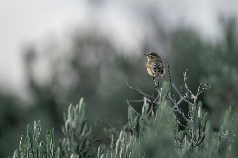 Rustpunt in het Groen Klein vogeltje in een serene omgeving van Femke Ketelaar