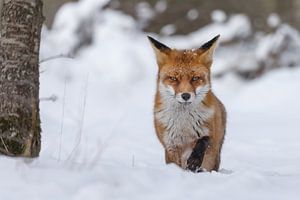 Un renard dans la neige sur Menno Schaefer