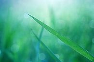 Magisches Grün...  von LHJB Photography Miniaturansicht