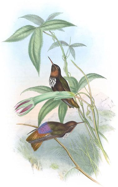 Castelnaus Sunbeam, John Gould von Hummingbirds