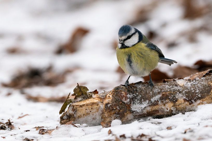 The blue tit by Glenn Vlekke
