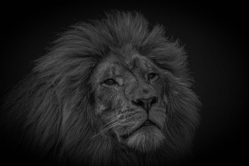 Leo von Ton Wever