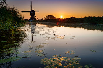 Molen aan water met lelies