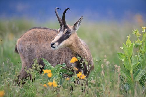 Gemzen (Rupicapra rupicapra) Vogezen, Frankrijk
