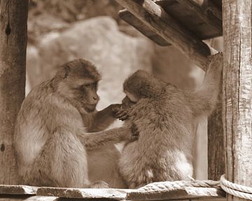 Berber monkeys in sepia by Jose Lok