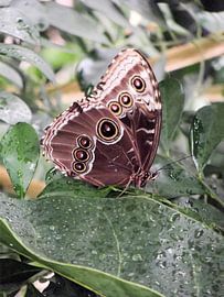 De uilvlinder, Caligo memnon. von Il se