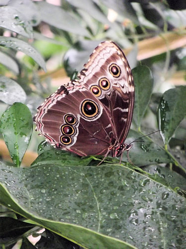 De uilvlinder, Caligo memnon.