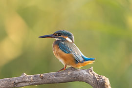 Martin-pêcheur, Alcedo atthis