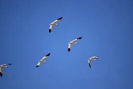 Snow geese in spring by Claude Laprise