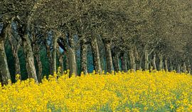 img130 Rapeseed and Plane trees - Scan From Analog Film by Adrien Hendrickx