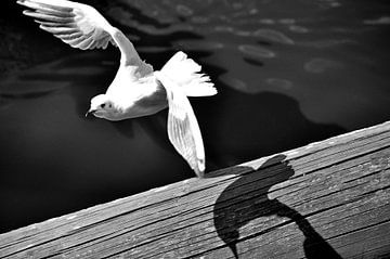 MOLDAU 2 by Miroslav Ptacek