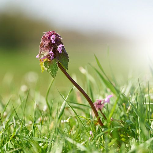 Bloeiende dovenetel, Lamium purpureum