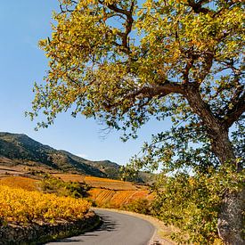 Weinberg im Fenouillèdes bei Caramany von Hilke Maunder