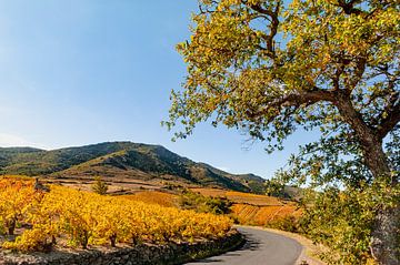 Vineyard in Fenouillèdes near Caramany by Hilke Maunder