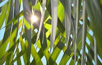 Sun through palm leaves by Jolanda Berbee thumbnail