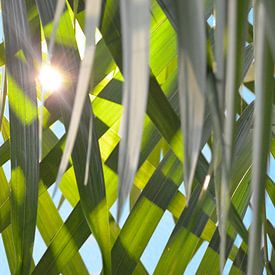 Sun through palm leaves by Jolanda Berbee