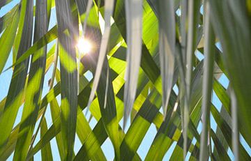 Le soleil à travers les feuilles de palmier