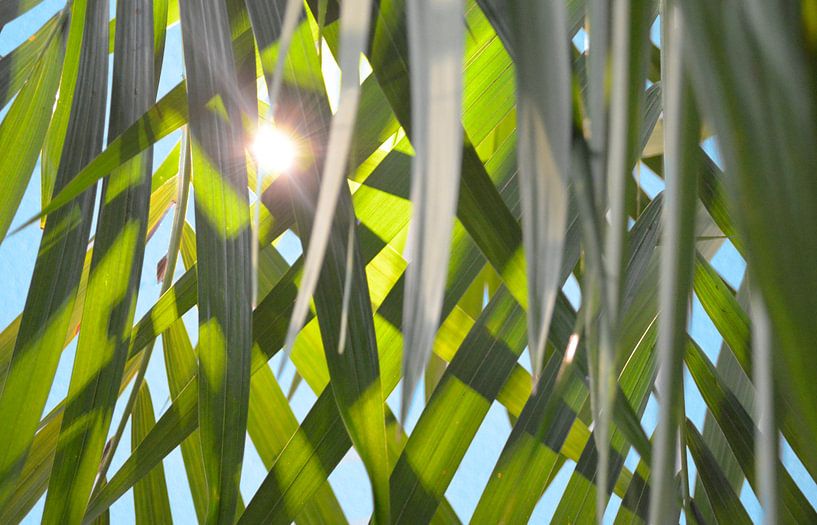 Sun through palm leaves by Jolanda Berbee