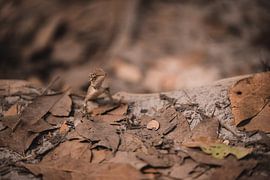 Thai Eidechse von Bart Rondeel