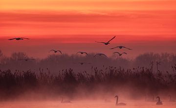 Magnifique lever de soleil sur un polder sur natascha verbij