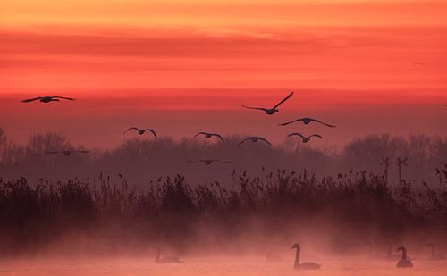 Schitterende zonsopkomst polder
