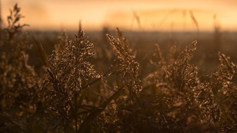 Reed at morning light by Percy's fotografie