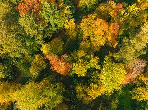 Herfstbos met kleurrijke bladeren van bovenaf gezien van Sjoerd van der Wal Fotografie