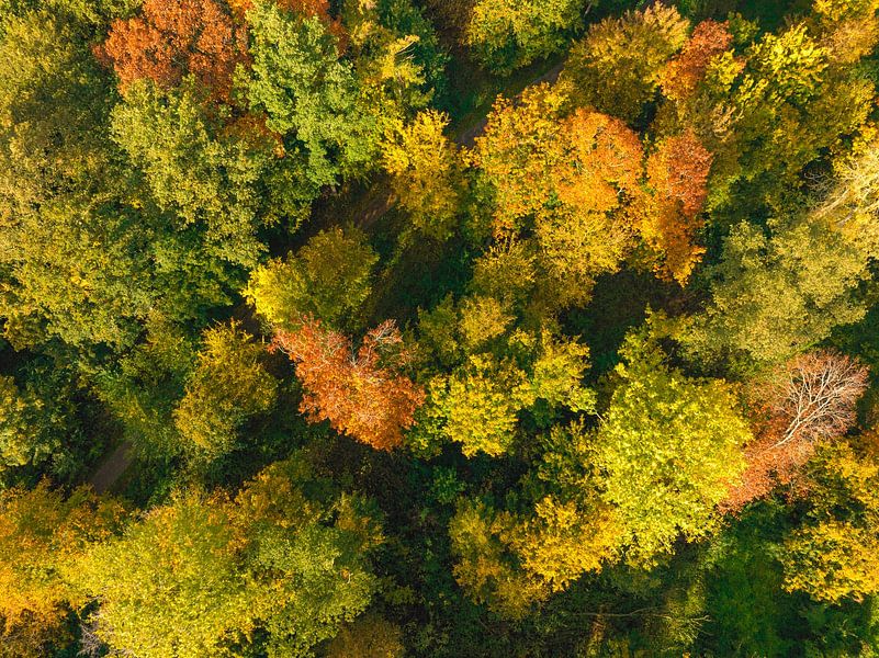 Herfstbos met kleurrijke bladeren van bovenaf gezien van Sjoerd van der Wal Fotografie