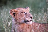 Jonge leeuw in het hoge gras, Nationaal Park Kruger, Zuid-Afrika van The Book of Wandering thumbnail