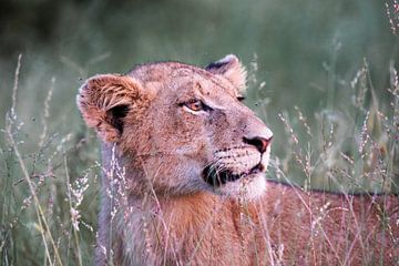 Jonge leeuw in het hoge gras, Nationaal Park Kruger, Zuid-Afrika van The Book of Wandering