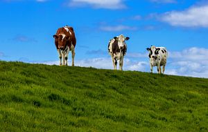 Curious Cows, Friesland by Adelheid Smitt