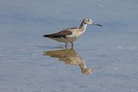 Greenshank