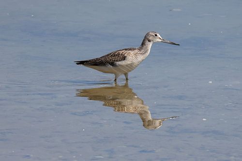 Groenpootruiter van Henk Kip