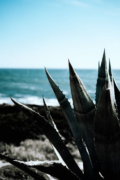 Aloe Vera-Pflanze am Meer von AIM52 Shop