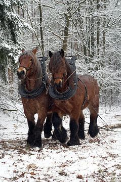 Werkpaarden in de sneeuw 5912003061 fotograaf Fred Roest van Fred Roest