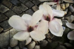Magnolienblüte
