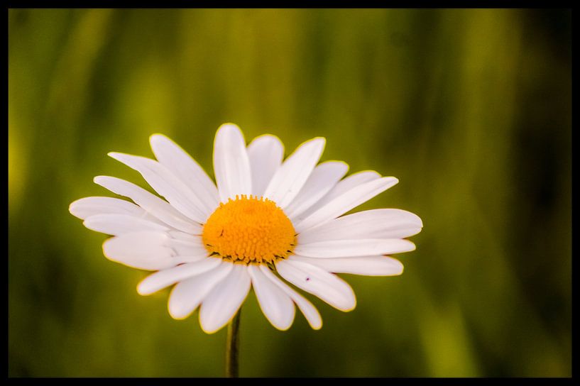 Wild Daisy  by patrick van den Broek