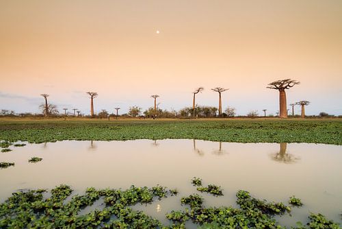 Maan reflectie Baobabs