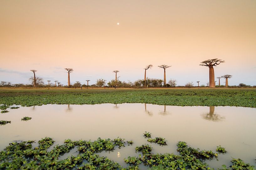 Maan reflectie Baobabs van Dennis van de Water