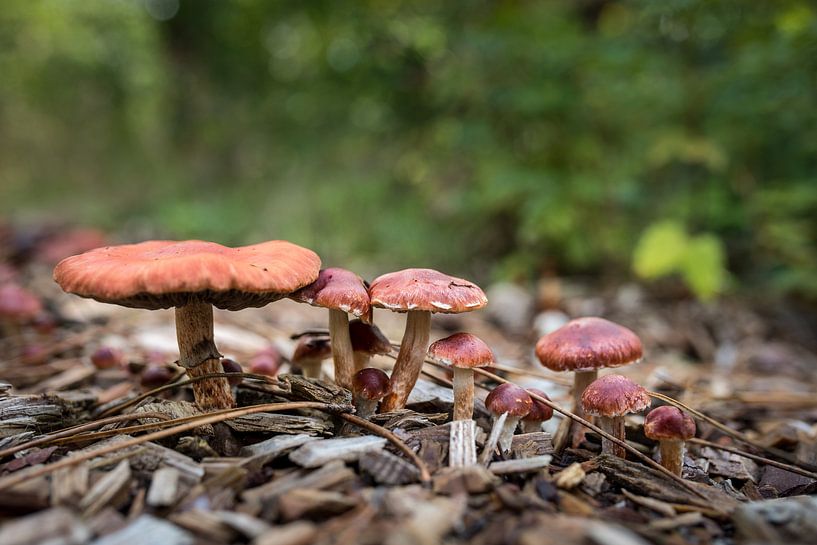 Paddestoelen in het bos 01 par Arjen Schippers