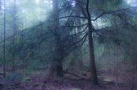 Mysteriöses Licht im Fichtenwald von Ron Poot Miniaturansicht