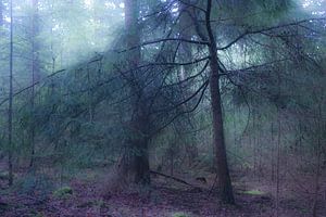 Une lumière mystérieuse dans la forêt d'épicéas