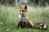 Sitzender Fuchs