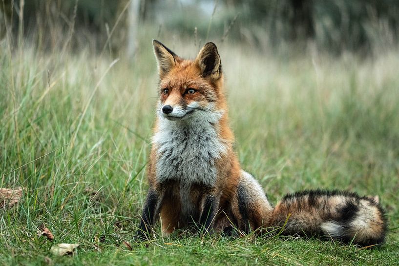 Sitzender Fuchs von Ivo Z natuurfotografie