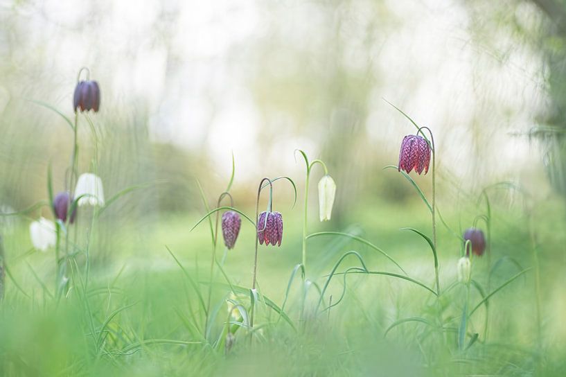 Now on stage:  Lapwingflowers by Birgitte Bergman