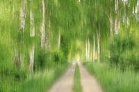 Birch avenue with field path - ICM image