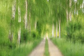 Birkenallee mit Feldweg - ICM-Aufnahme von BlattArt - Christine Horn
