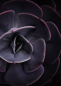 DARKSIDE OF SUCCULENTS VIII-2