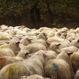 Sheep von A W